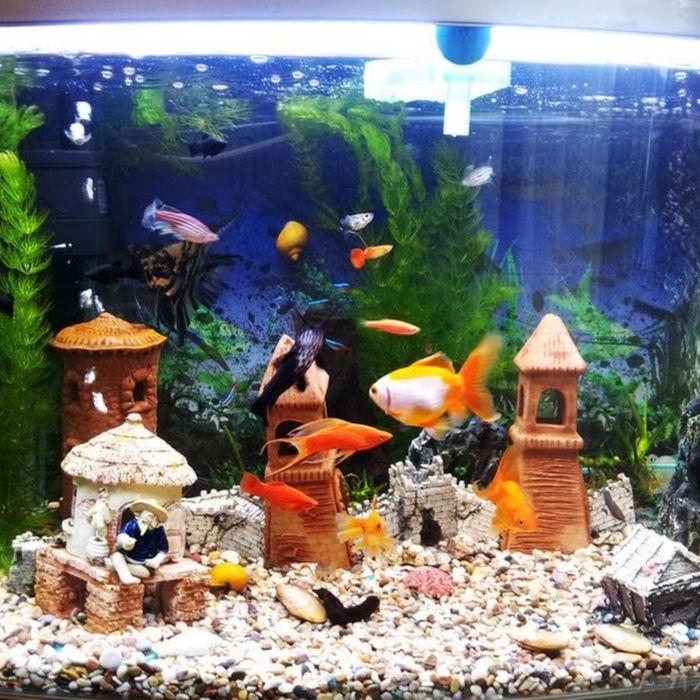 Чистка  акваріума, и повне обслуговування