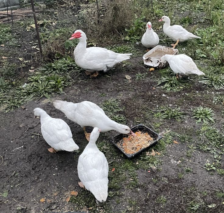 Індокачки мускусні качки