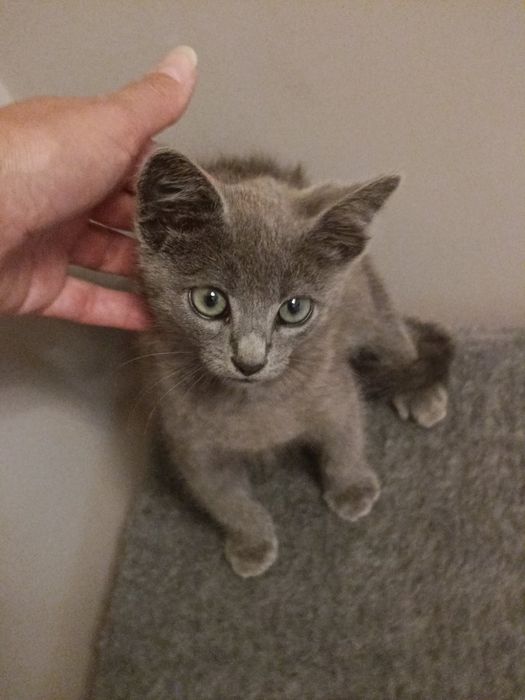 Котик в добрі руки
