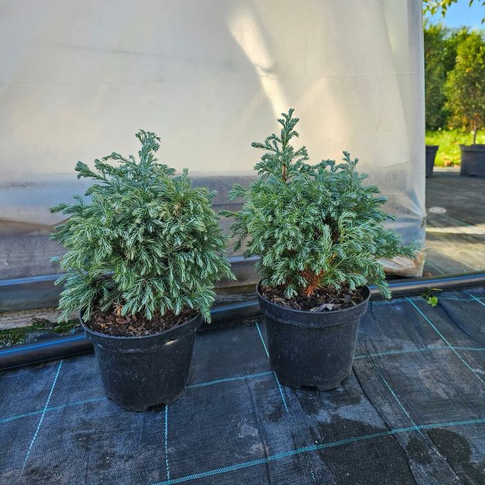 Кипарисовик Булевард, Тедді Бір…