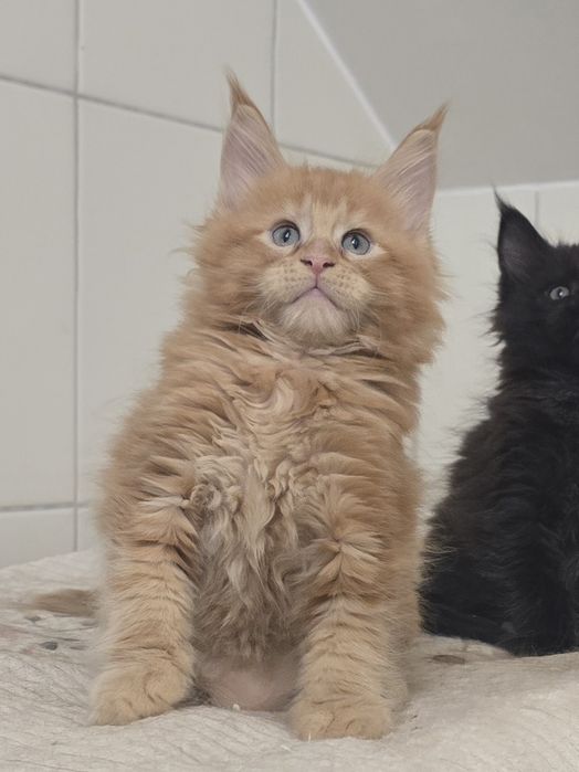 Zjawiskowy rudy kocurek Maine Coon