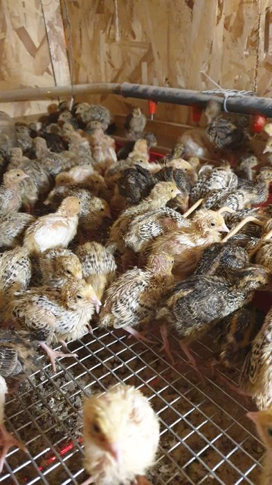 Продаж перепілок