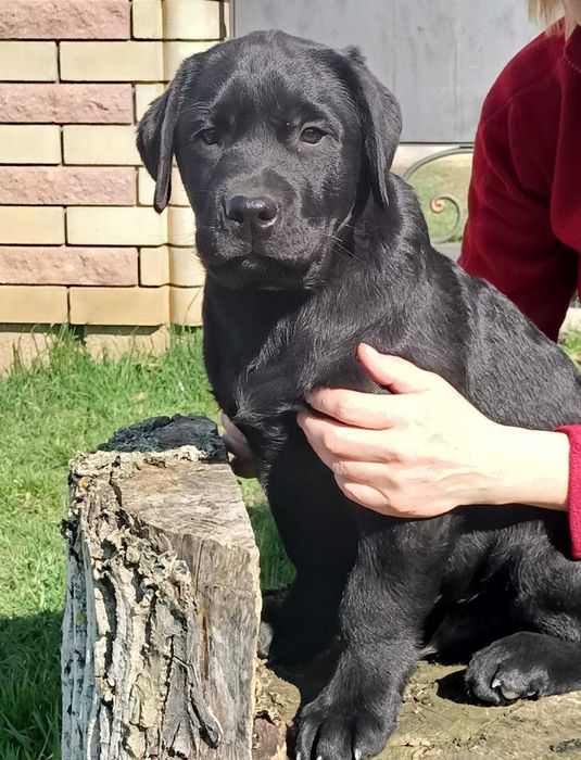 Чорний мальчик лабрадора