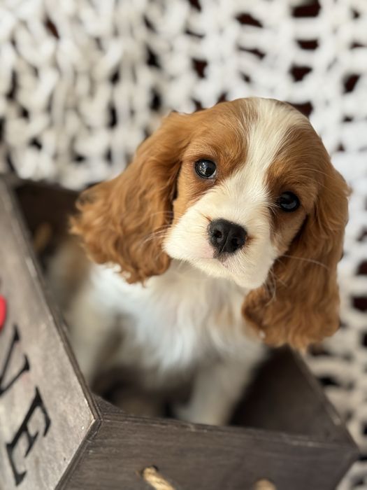 Piesek blenheim - Cavalier King Charles Spaniel
