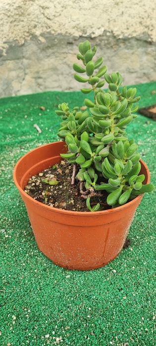 Planta suculenta