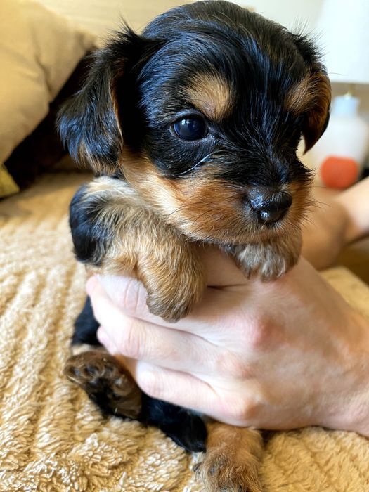 Yorkshire Terrier Lumiar