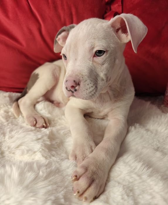 Śliczny piesek amstaff!