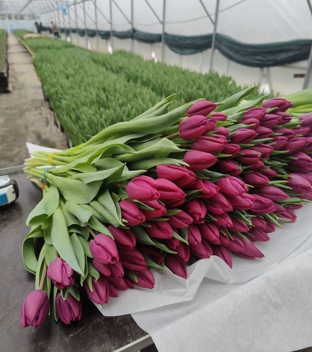 Цибулини тюльпанів на кг мікс