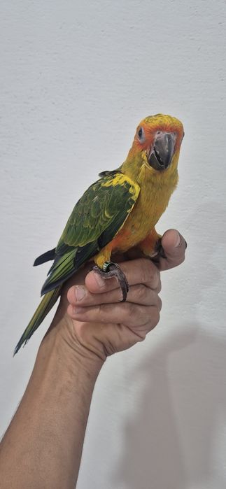 Aratinga do sol criada a mão