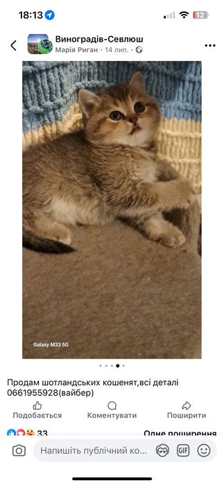 Шиншила  золота котик
