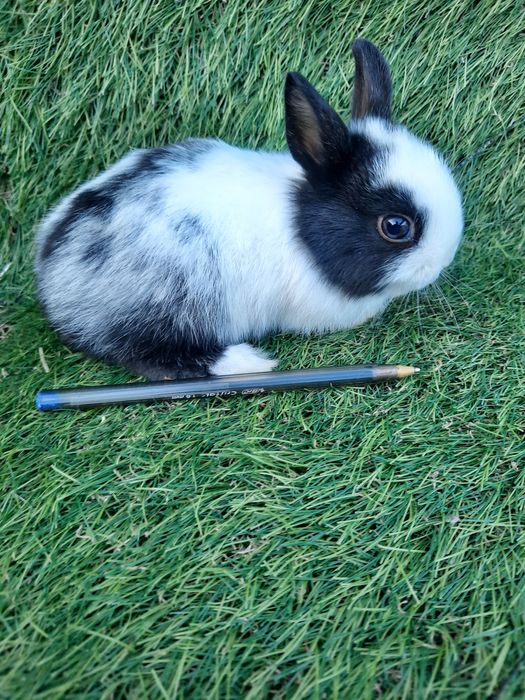 Coelhos anões várias raças