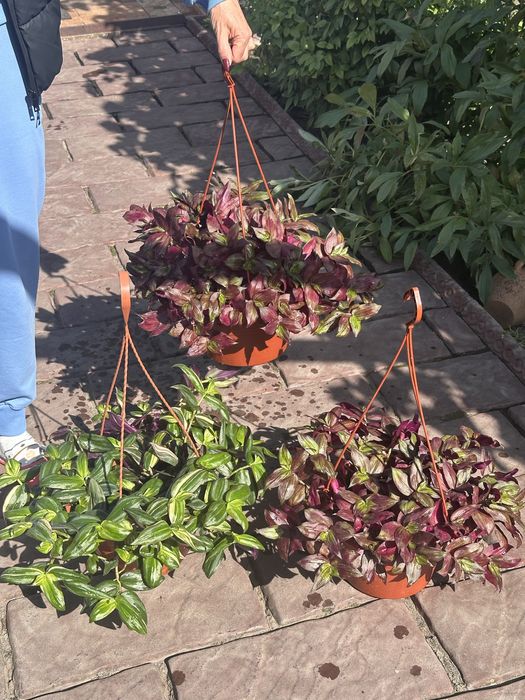 Домашні вазони, гарні квіти