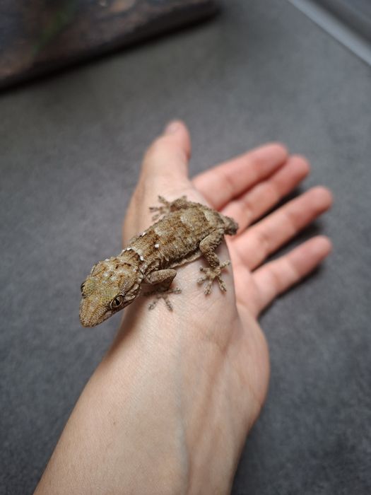 Gekon domowy  hemidactylus brooki