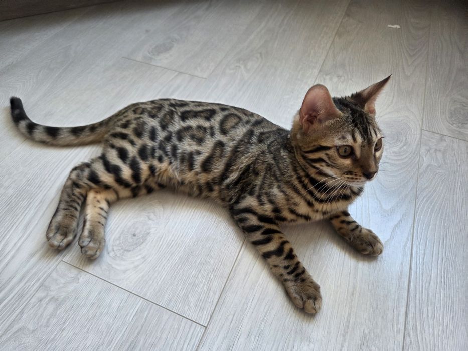 Бенгал хлопчик bengal