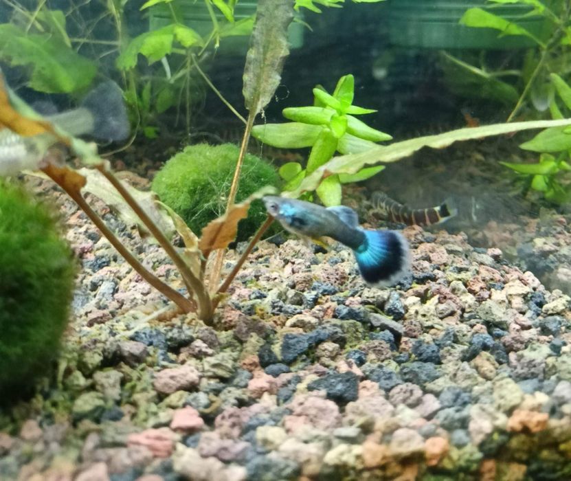 Gupiki Antyruskie czysta linia