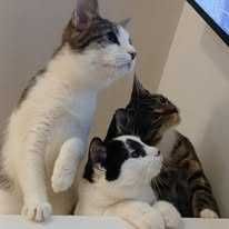 Cztery młode ok. 6 miesięczne (3 kotki i 1 koteczka )