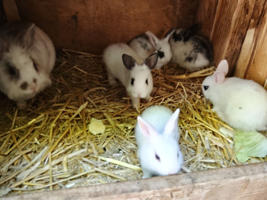Króliki miniaturki króliczki miniaturki