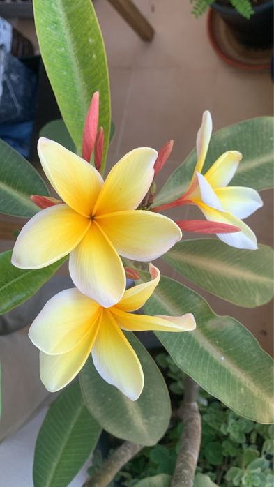 Plumérias (Frangipani) – Várias Cores de Flor
