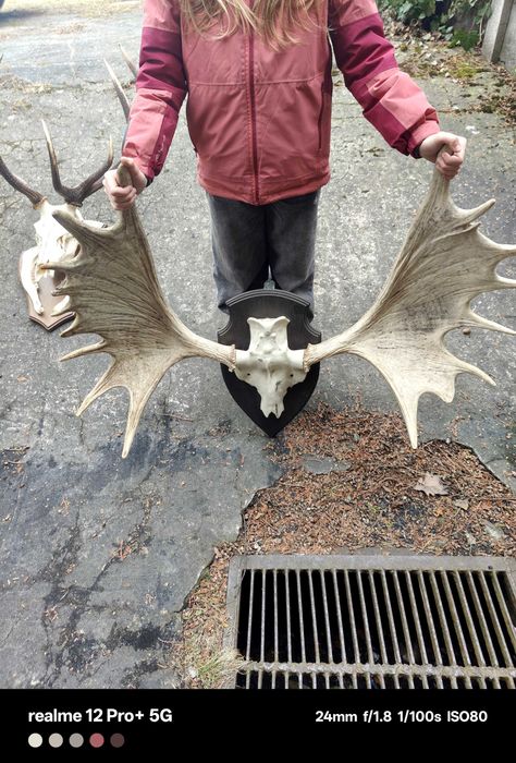 Piękny wieniec łosia