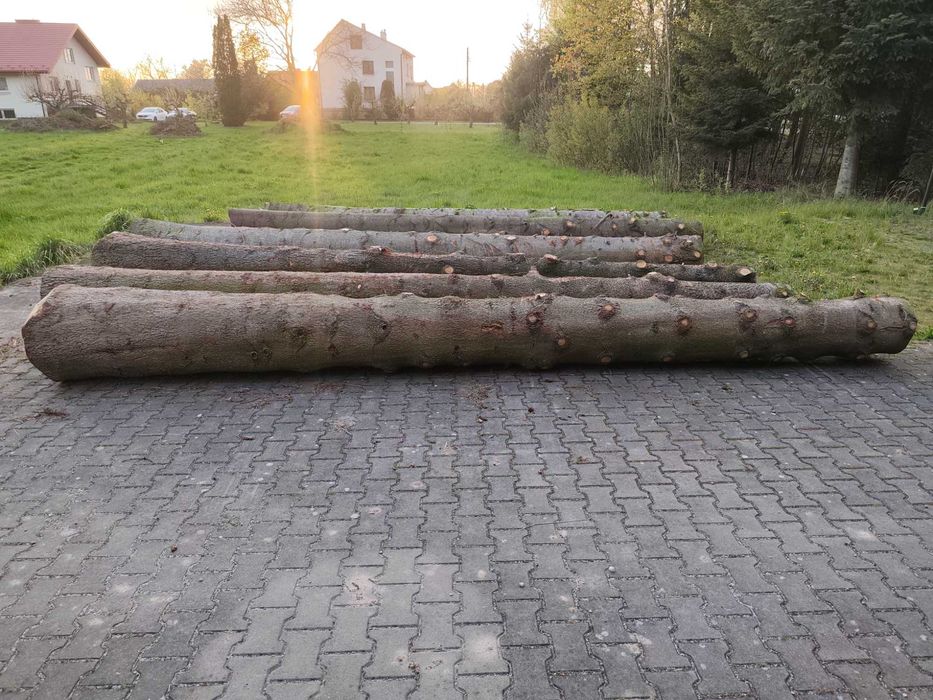 Pnie jodłowe 5m-