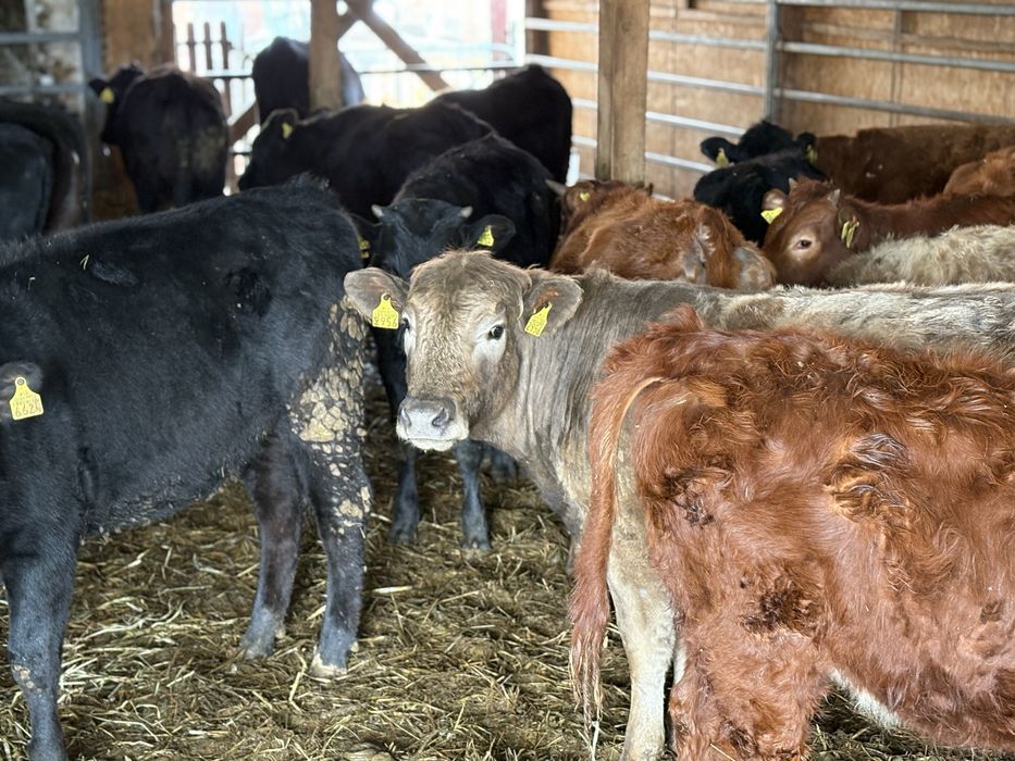 Jalowki odsady poleca