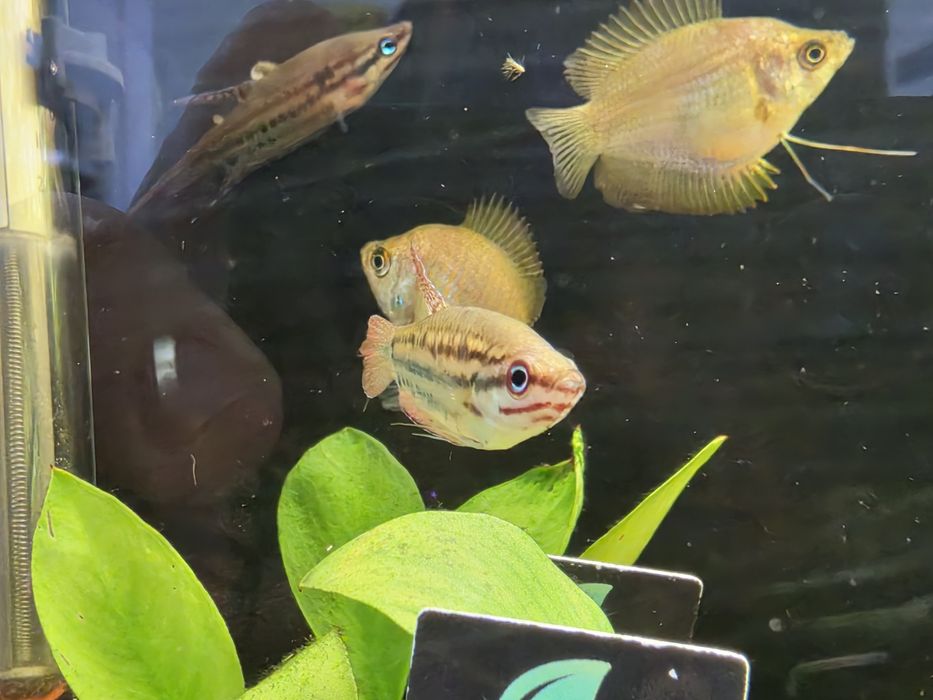 Gourami Croador (Trichopsis Vittata)