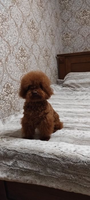 Той пудель Ред браун вязка