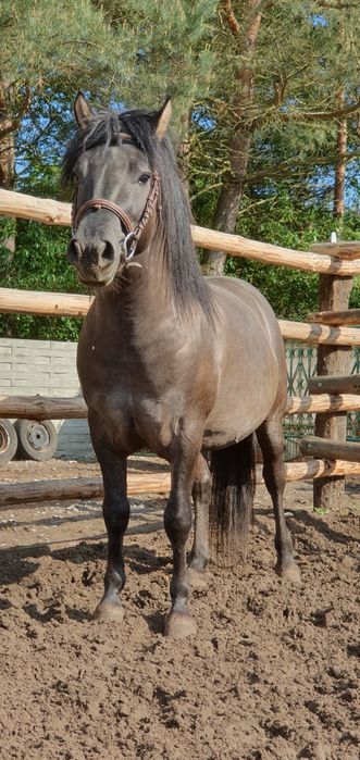 Konik Polski Ogier HANNYS