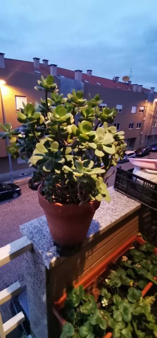 Vaso grande com suculentas