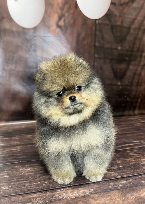 Шпіц померанський хлопчик