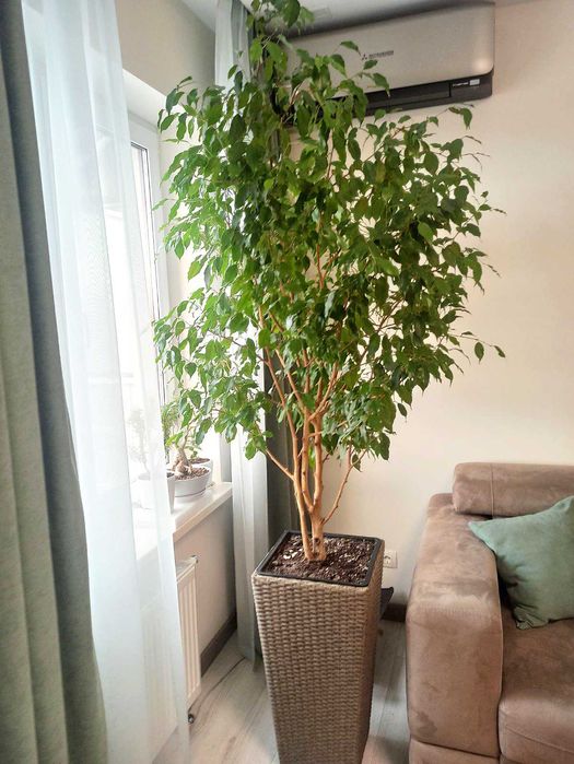 Фикус бенджамина укорененные веточки