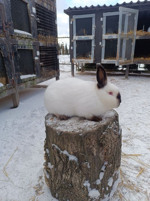 Króliki Kalifornijskie Czarne