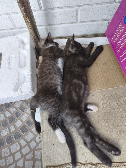 Gatinho macho para adoção