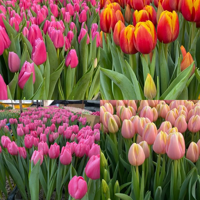 Тюльпан  тюльпани опт до 8 Березня