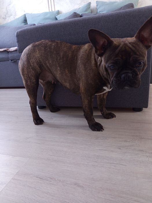 Французький бульдог дівчинка