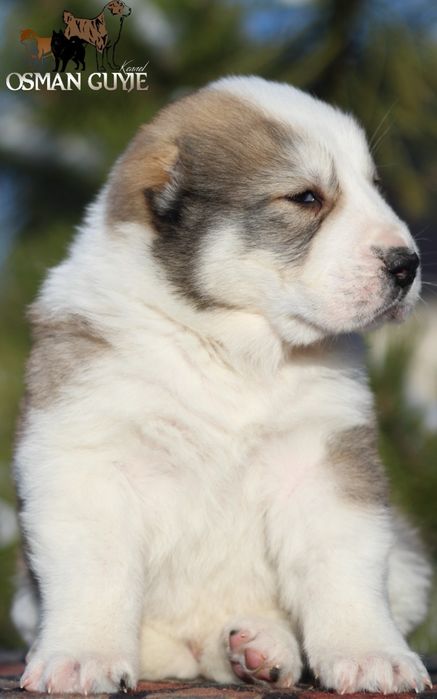 Крупний хлопчик Алабай Середньоазіатська вівчарка