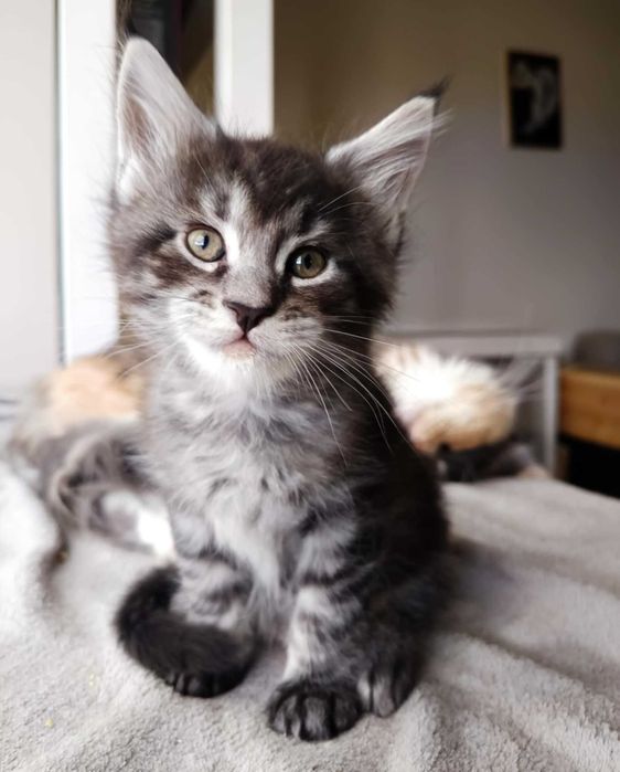 Kocurek Lorenzo rasy Maine Coon - REZERWACJA