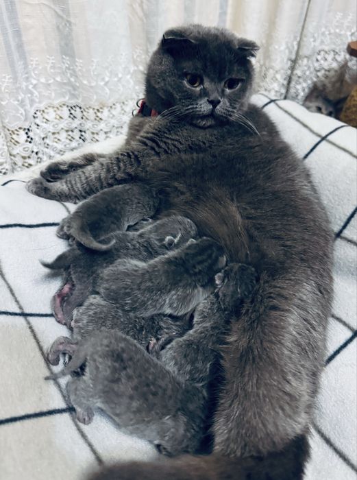 Шотландські кошенята/Scottish cats/Scottish fold/straight