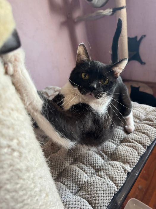 Batman i Shakira - idealny dwupak-ktoś pokocha?