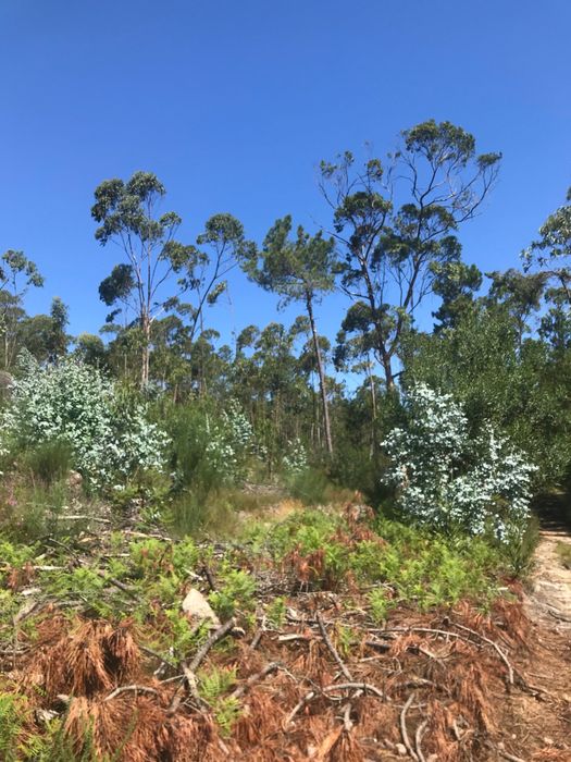 Venda de Bouça 7000m², Perre, Viana do Castelo