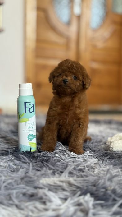 Дівчинка шукає маму ) тікап пудель