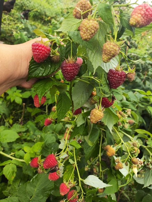 Малина Джоан Джей