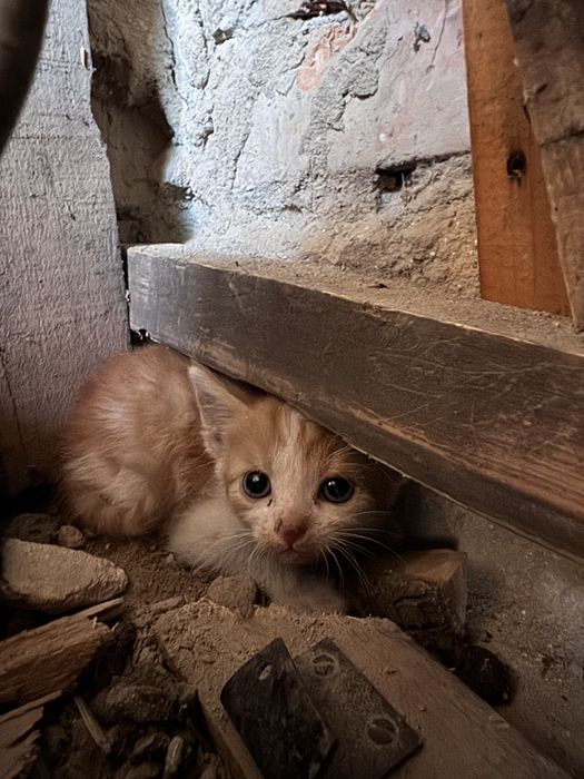 Маленькі кошенятя