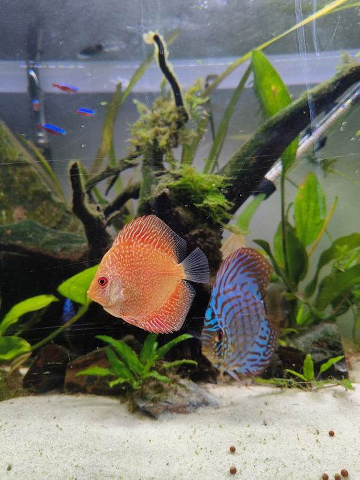 Vendo Aquário com Discus