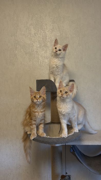 Кошенята Мейн Кун