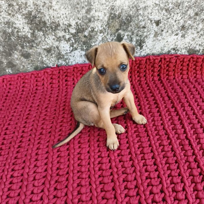 Pinscher - fêmea