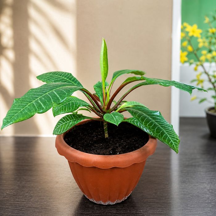 Молочай біложильчастий (Euphorbia leuconeura) у вазоні