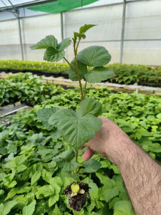 Plantas diversas de fruteiras