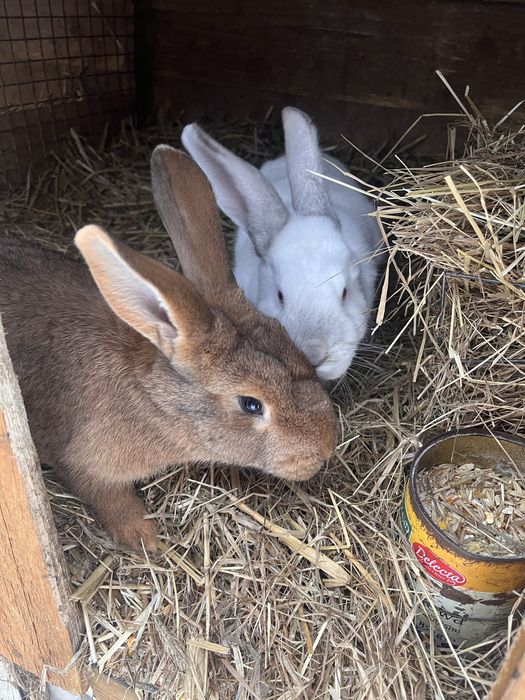 Sprzedam młode króliki