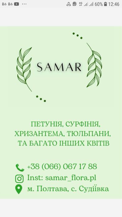 Тюльпан  тюльпани опт до 8 Березня